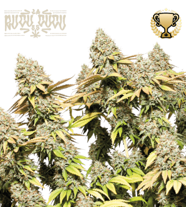 🪴 Rucu Cucu OG© | Semillas de marihuana autoflorecientes | Compra en Seedstockers.es 🐿️