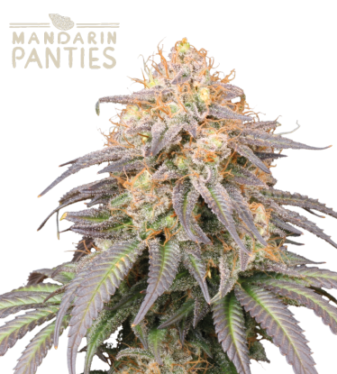 🪴 Mandarin Panties© | Semillas de marihuana autoflorecientes | Compra en Seedstockers.es 🐿️