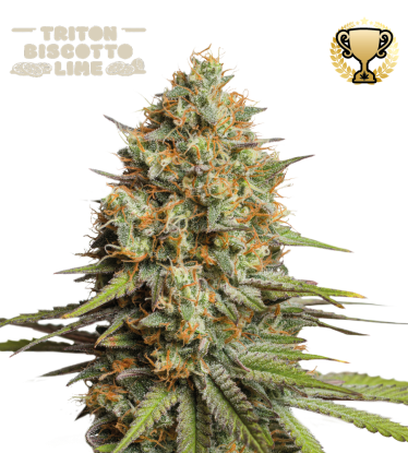 🪴 Triton Biscotto Lime© | Semillas de marihuana autoflorecientes | Compra en Seedstockers.es 🐿️