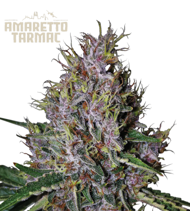 🪴 Amaretto Tarmac© | Semillas de marihuana autoflorecientes | Compra en Seedstockers.es 🐿️