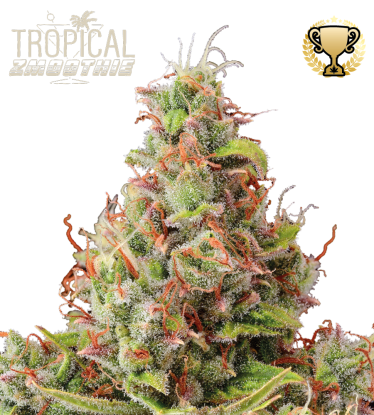 🪴 Tropical Zmoothie© | Semillas de marihuana autoflorecientes | Compra en Seedstockers.es 🐿️