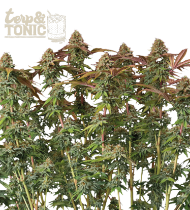 🪴 Terp & Tonic© | Semillas de marihuana autoflorecientes | Compra en Seedstockers.es 🐿️