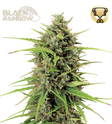 🪴 Black Rainbow© | Semillas de marihuana autoflorecientes | Compra en Seedstockers.es 🐿️