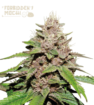 🪴 Forbidden Mochi© | Semillas de marihuana autoflorecientes | Compra en Seedstockers.es 🐿️