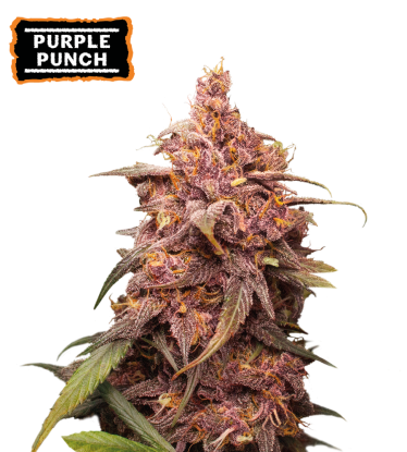 🪴 Purple Punch | Semillas de marihuana feminizadas | Compra en Seedstockers.es 🐿️