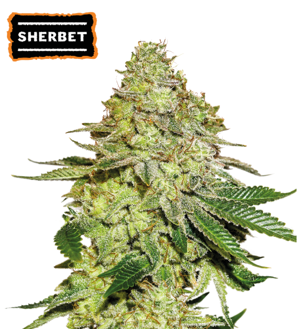 🪴 Sherbet | Semillas de marihuana feminizadas | Compra en Seedstockers.es 🐿️