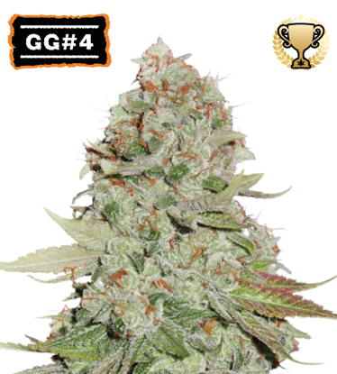 🪴 GG#4 (AKA Gorilla Glue) | Semillas de marihuana feminizadas | Compra en Seedstockers.es 🐿️