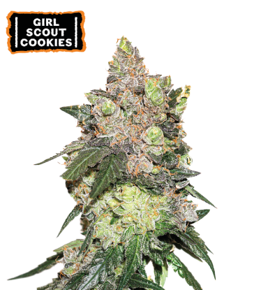 🪴 Girl Scout Cookies | Semillas de marihuana feminizadas | Compra en Seedstockers.es 🐿️