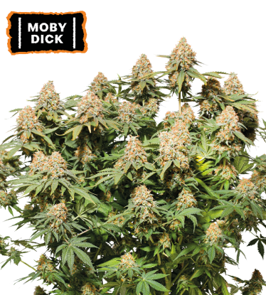 🪴 Moby Dick | Semillas de marihuana feminizadas | Compra en Seedstockers.es 🐿️