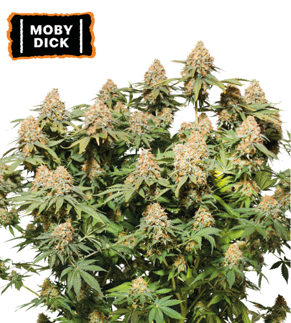🪴 Moby Dick | Semillas de marihuana feminizadas | Compra en Seedstockers.es 🐿️
