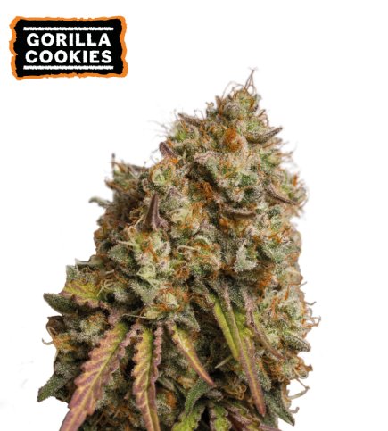 Gorilla Cookies Fem