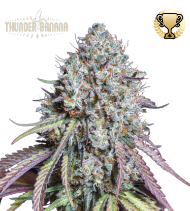 🪴 Thunder Banana© | Semillas de marihuana feminizadas | Compra en Seedstockers.es 🐿️