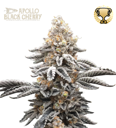 🪴 Apollo Black Cherry© | Semillas de marihuana feminizadas | Compra en Seedstockers.es 🐿️
