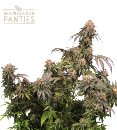 🪴 Mandarin Panties© | Semillas de marihuana feminizadas | Compra en Seedstockers.es 🐿️