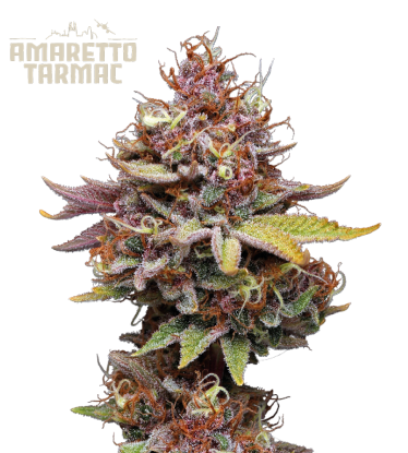🪴 Amaretto Tarmac© | Semillas de marihuana feminizadas | Compra en Seedstockers.es 🐿️