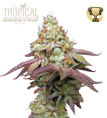 🪴 Tropical Zmoothie© | Semillas de marihuana feminizadas | Compra en Seedstockers.es 🐿️