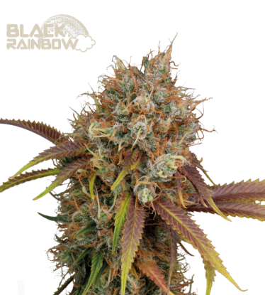 🪴 Black Rainbow© | Semillas de marihuana feminizadas | Compra en Seedstockers.es 🐿️