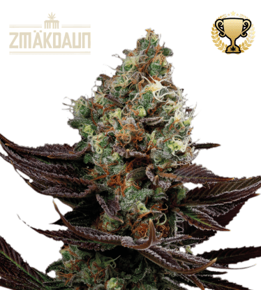 🪴 Zmäkdaun© | Semillas de marihuana feminizadas de exterior | Compra en Seedstockers.es 🐿️