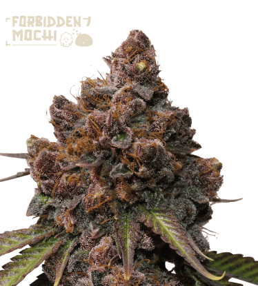 🪴 Forbidden Mochi© | Semillas de marihuana feminizadas | Compra en Seedstockers.es 🐿️