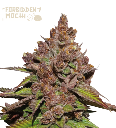 🪴 Forbidden Mochi© Fast | Semillas de marihuana feminizadas | Compra en Seedstockers.es 🐿️
