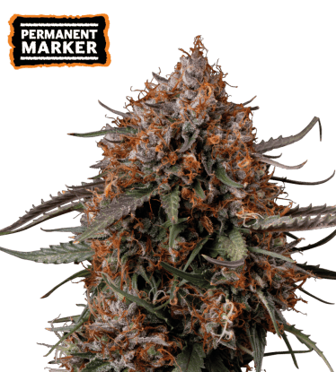 🪴 Permanent Marker | Semillas de marihuana feminizadas | Compra en Seedstockers.es 🐿️