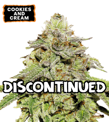 ▷ Semillas Cookies and Cream Auto → 【 Seedstockers Oficial 】