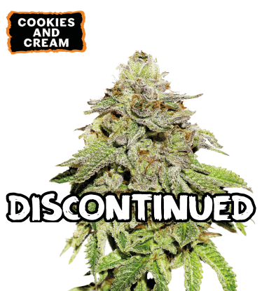 🪴 Cookies & Cream | Semillas de Cannabis Feminizadas | Compra en seedstockers.es 🐿️