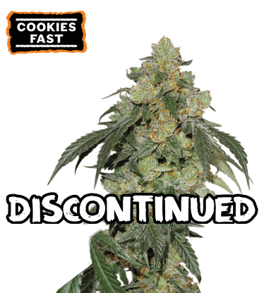 🪴 Cookies Fast | Semillas Feminizadas Versión Rápida | Compra en seedstockers.es 🐿️