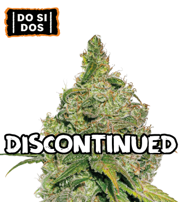 🪴 Do Si Dos | Semillas de Cannabis Feminizadas | Compra en seedstockers.es 🐿️