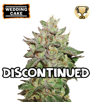 ▷ Semillas Wedding Cake Fem → 【 Seedstockers Oficial 】
