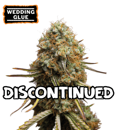 🪴 Wedding Glue | Semillas de Cannabis Feminizadas | Compra en seedstockers.es 🐿️