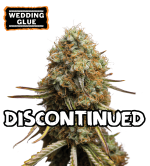🪴 Wedding Glue | Semillas de Cannabis Feminizadas | Compra en seedstockers.es 🐿️