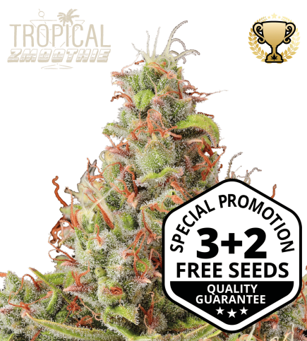 Tropical Zmoothie© Autoflower