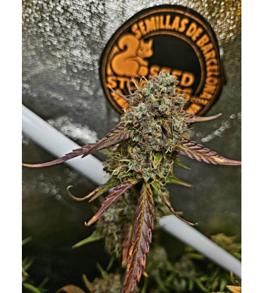🪴 Sticky Fingers© | Semillas de marihuana autoflorecientes | Compra en Seedstockers.es 🐿️