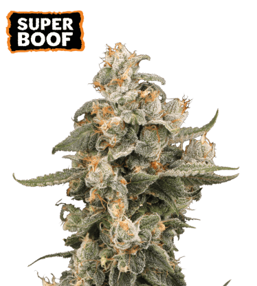 🪴 Super Boof | Semillas de Cannabis Automatic | Compra en seedstockers.es 🐿️