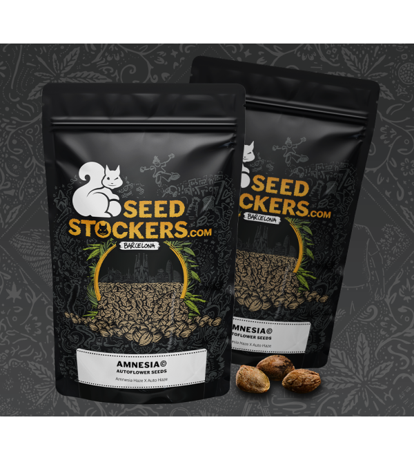 ¡15 Semillas Amnesia Auto a Precio Brutal! 🌱 Solo en Seedstockers