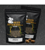 ¡15 Semillas Amnesia Auto a Precio Brutal! 🌱 Solo en Seedstockers
