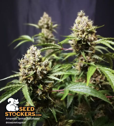 🪴 Amaretto Tarmac© | Semillas de marihuana autoflorecientes | Compra en Seedstockers.es 🐿️