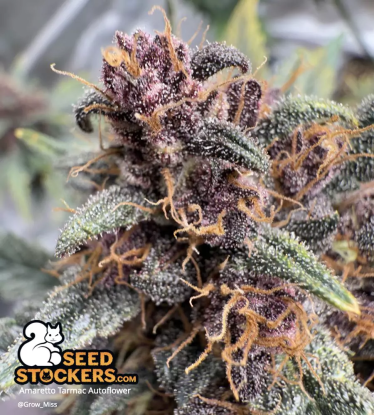 🪴 Amaretto Tarmac© | Semillas de marihuana autoflorecientes | Compra en Seedstockers.es 🐿️