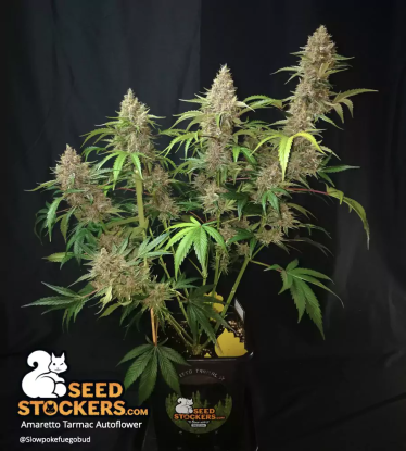 🪴 Amaretto Tarmac© | Semillas de marihuana autoflorecientes | Compra en Seedstockers.es 🐿️