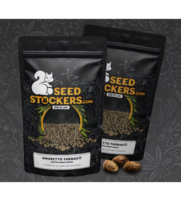 🪴 Amaretto Tarmac© | Semillas de marihuana autoflorecientes | Compra en Seedstockers.es 🐿️