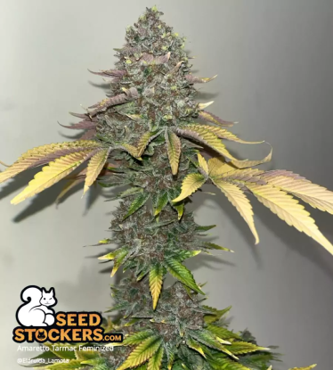 🪴 Amaretto Tarmac© | Semillas de marihuana feminizadas | Compra en Seedstockers.es 🐿️