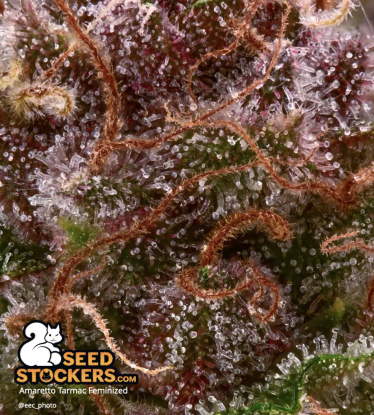 🪴 Amaretto Tarmac© | Semillas de marihuana feminizadas | Compra en Seedstockers.es 🐿️