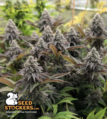 🪴 Amaretto Tarmac© | Semillas de marihuana feminizadas | Compra en Seedstockers.es 🐿️