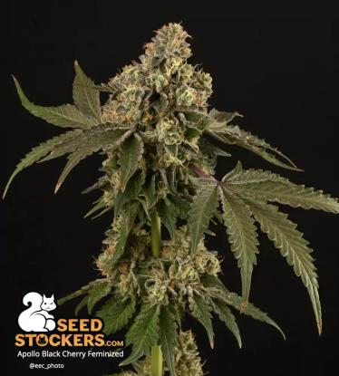 🪴 Apollo Black Cherry© | Semillas de marihuana feminizadas | Compra en Seedstockers.es 🐿️