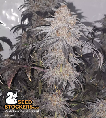 🪴 Apollo Black Cherry© | Semillas de marihuana feminizadas | Compra en Seedstockers.es 🐿️