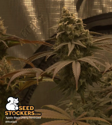 🪴 Apollo Black Cherry© | Semillas de marihuana feminizadas | Compra en Seedstockers.es 🐿️