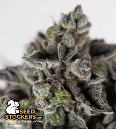 🪴 Apollo Black Cherry© | Semillas de marihuana autoflorecientes | Compra en Seedstockers.es 🐿️