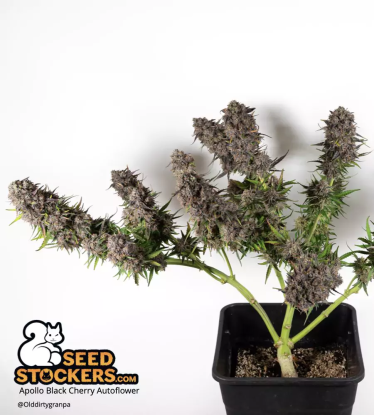 🪴 Apollo Black Cherry© | Semillas de marihuana autoflorecientes | Compra en Seedstockers.es 🐿️