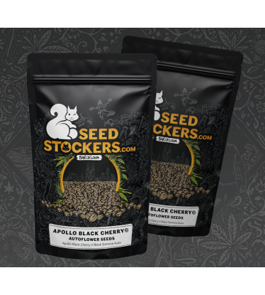 🪴 Apollo Black Cherry© | Semillas de marihuana autoflorecientes | Compra en Seedstockers.es 🐿️